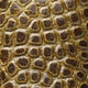 WatchGecko Adassa Classic Caviar Leather Watch Strap - Ochre